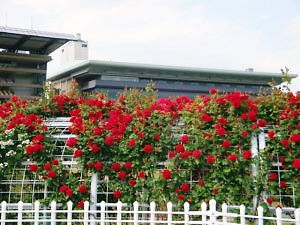 東京競馬場のバラ　3