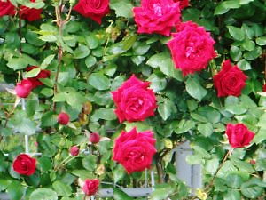 東京競馬場のバラ　4