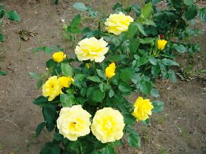 東京競馬場のバラ　5