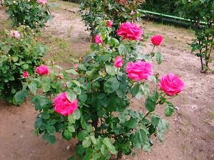 東京競馬場のバラ　6