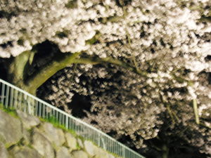 桜、霞ヶ城21