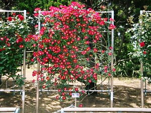 神代植物公園