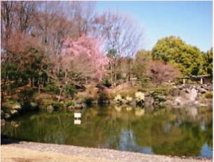 枝垂れ桜4.4-2.jpg