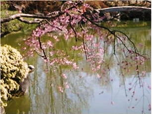 枝垂れ桜4.4-4.jpg