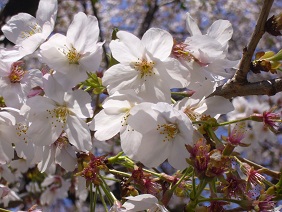 桜