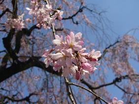 枝垂れ桜