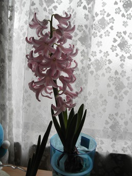 ヒヤシンス