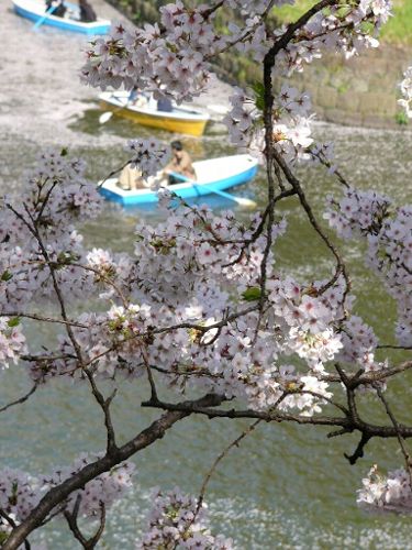 満開の桜！