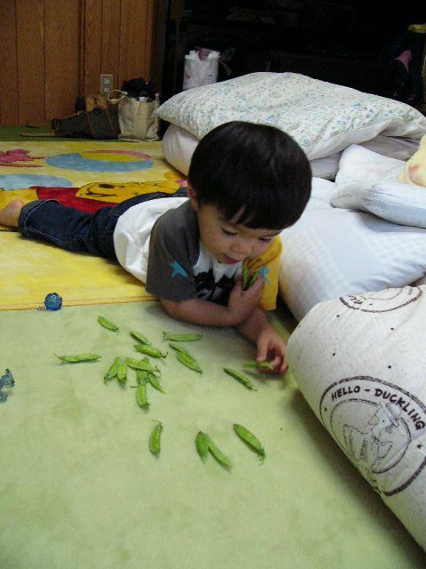 ぼくがとったえんどう豆、いくつ？