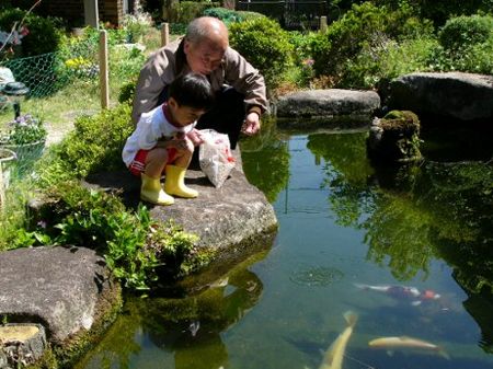 じいちゃんと鯉にえさをやったよ。