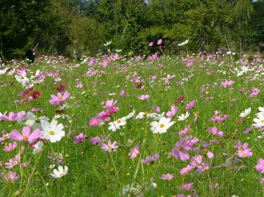 コスモス畑、３分咲きくらい？