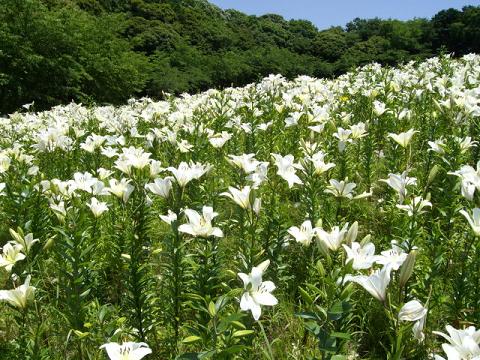 百合－白斜面