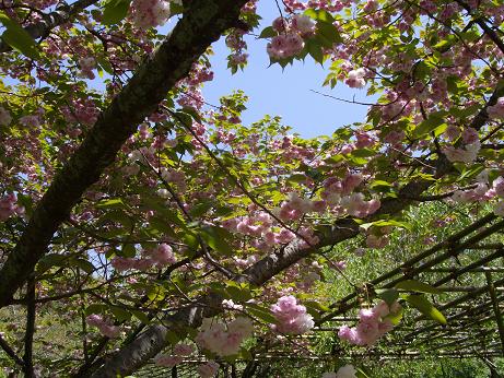 平安神宮・桜２