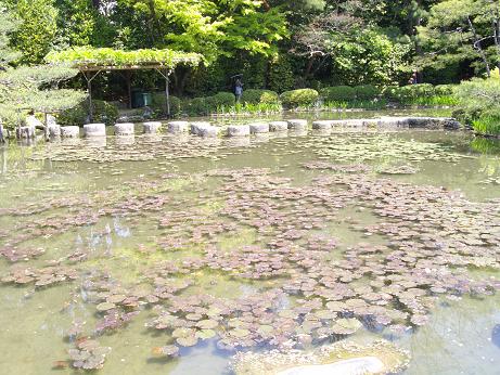 平安神宮・蓮