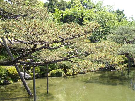 平安神宮・松