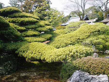 室町の庭：松