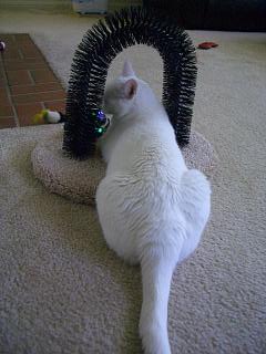 The Cat Magnet_1