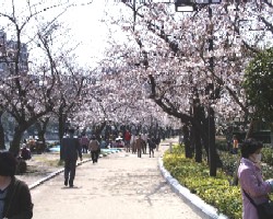 桜満開の広島