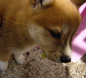 わんこ