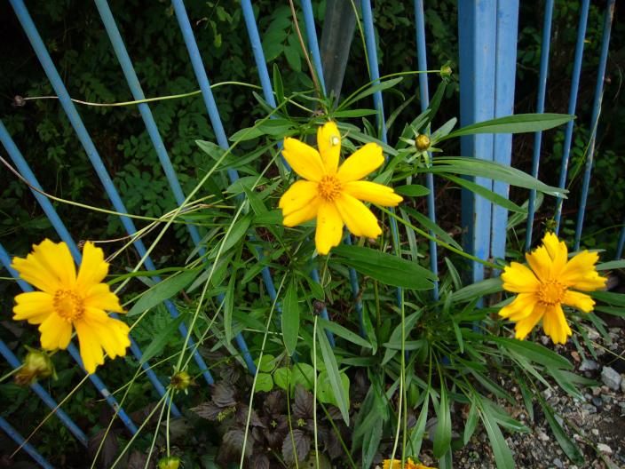 黄色いコスモス？☆