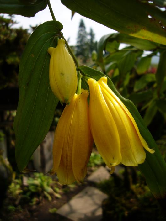父のいうには高山植物で紀伊じょろうほととぎす☆