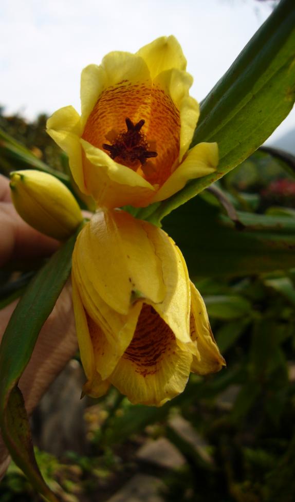 あたしがお花をもって撮った紀伊じょろうほとどぎす☆