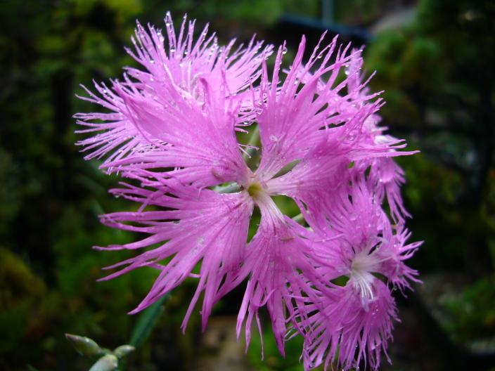 ☆水をくれてしっとりした撫子☆