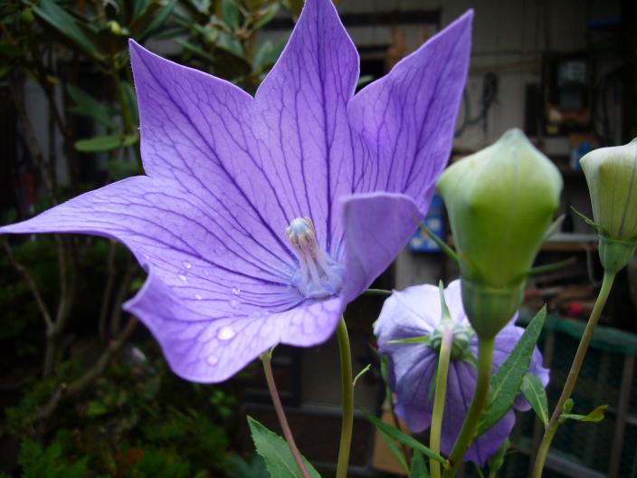 ♪父の大好きな桔梗の花♪