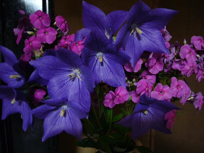 ～仏壇に飾ってある桔梗と桜草～