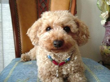 モデル犬　チャコット