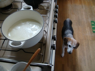 スープと犬