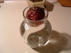 ヒヤシンスの球根、水栽培の日。11/05