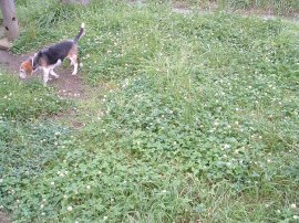 マリーナへ犬。7-9