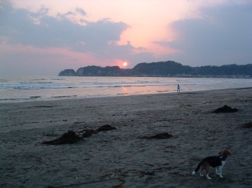 犬、砂浜。３／３１