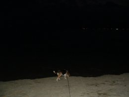 まっ暗海、犬。9/26