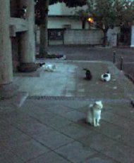 猫も雨宿り。9/20