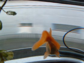 外見てる？金魚くん。