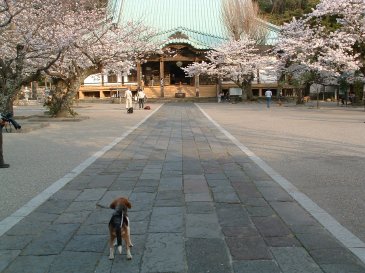 光明寺、犬、桜。４／８