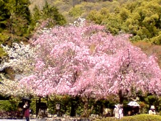 枝垂桜