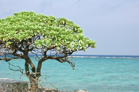 oki0052.jpg