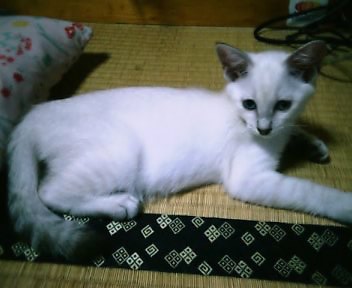 子猫アクア～☆