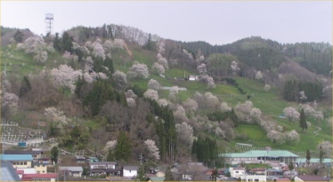 0605.hakuba_sakura.1.jpg