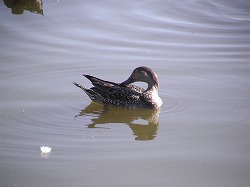 土門拳記念館の鴨