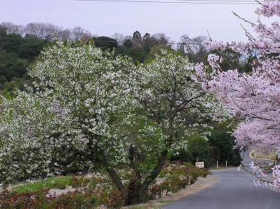 sakura007
