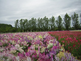 tomita2