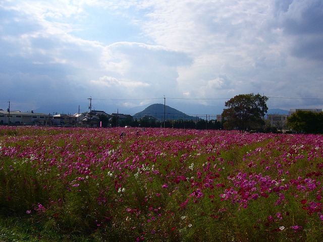 藤原宮跡