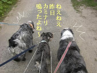 シュナ君