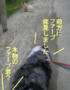 ファーブ君