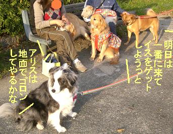 アリスはじべたゴロン