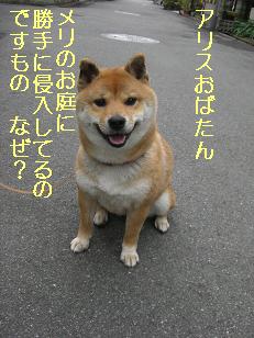 メリかえってきたの